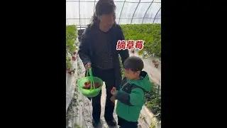 小满仓回城里猫冬，在东北婆婆精心喂养下长高长胖。 为了感谢奶奶，我们带她去摘草莓，陪她吃碗麻辣烫。#北伟南梦 #农场日记 #梦儿在北大荒