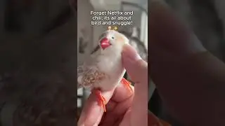 Little face that hums #cuteanimals #joyfulclips