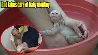 Dad takes care of baby monkey Rocky and baby monkey Rosi - MONKEY ROSI