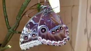 Morpho peleides frisch geschl&uuml;pft.