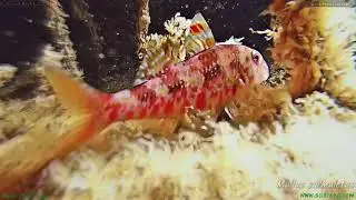 Mullus surmuletus - The bulldozer of the sea #GScUbALO #PezDocSerie