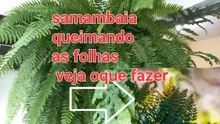 samambaia com as pontas das folhas queimado veja oque fazer mas divulgação