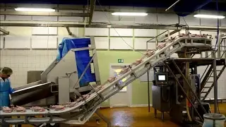 GEA SmartPacker Whole chicken packing