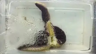 Sea Star with Wasting Disease