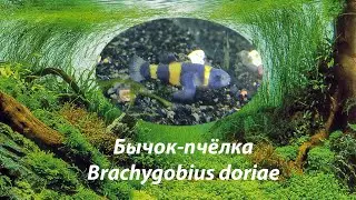 Бычок-пчёлка / Brachygobius doriae