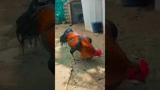 See more 🐓 #aseelmurga #top #birds #topaseel #topaseel #funny #chicken #vairalvideo