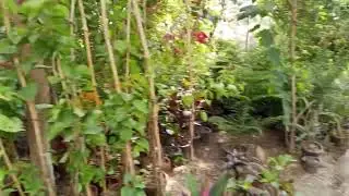 Tiny Growing Plants 🌱 | Nursery Farm Macro Shots | Evening Garden Vibes