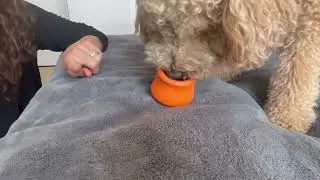 West Paw Zogoflex Toppl Treat Dispensing Dog Toy Puzzle, Interactive Chew Toys for Dogs Review