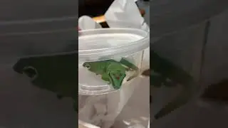 UNBOXING GIANT DAY GECKOS (Phelsuma grandis)