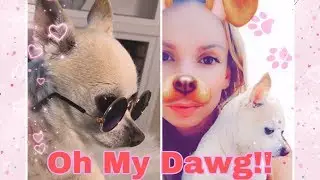 Testing out CHEAP DOG 🐕 🤞🏽 supplies from WISH 😱🤪