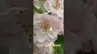 crab apple flower
