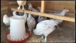 French Standard White and Splash Marans Chickens