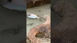 Komodo tries to catch stranded fish