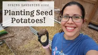 Plant potatoes with me! | Red and white seed potatoes | Black Rifle Homestead
