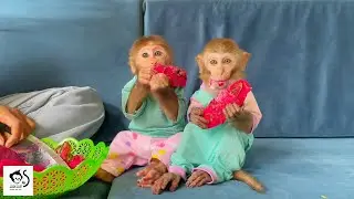 BeeBoy Is Pretending To Drink Milk With The Piglets When The Mother Forgets