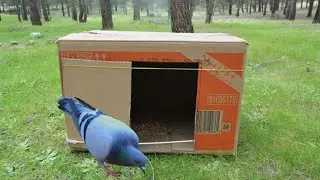 How to make a simple cage for pigeon || Tamil || Birds Tech