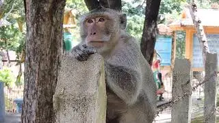 Breakheart ! Million Sadness ! For This Monkey Look Very Lonely !