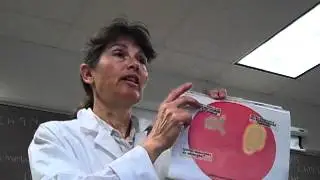 Ch. 10 Blood Agar