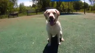 Daphne Approved: New Local Feature on Dog Parks