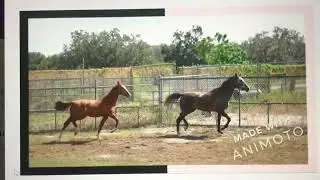 Zeppelin - 2024 Chestnut Colt