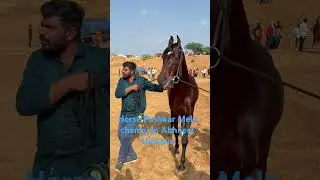 Horse Pushkar mela champion Abhijeet #song #horse # #newsong #shorts #punjabisong #viral #reels