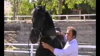 AIASE - LAVORO SULLA BOCCA DEL CAVALLO - METSKE STALLONE FRISONE
