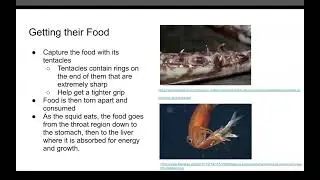 Analysis on Squid