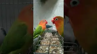 Lovebird | Feeding Time #birds #africanlovebird #hobby #agapornis  #youtubeshorts #shorts #short