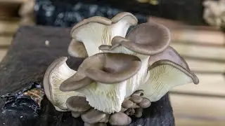 Shiitake, pleurote : les champignons bios d'Alexis