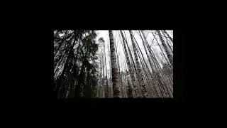 The first leaves on the birches. The spring forest is reborn