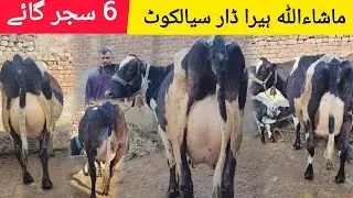 ماشاءاللہ ہیرا ڈار سیالکوٹ کی 6 خوبصورت سجر گائے برائےفروخت 20 جنوری 2026 HajiArfazChannel