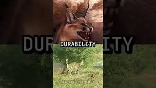 Caracal VS Serval #shorts #wildlife #animals