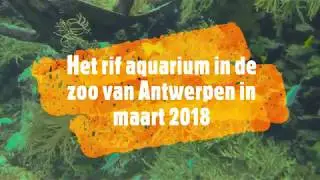 Rifaquarium maart 2018