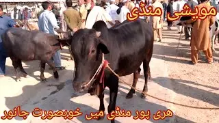 Maweshi Mandi Haripur Latest Update  October 2025 Haripur animals tv