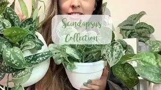 Plant Unboxing | Gabriellaplants + Scindapsus Collection! (Differences)