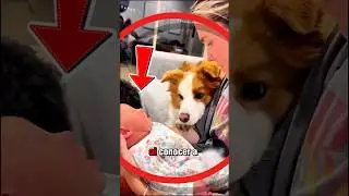 C&oacute;mo reaccionan los perros al conocer a un beb&eacute;? 💛 #Shorts