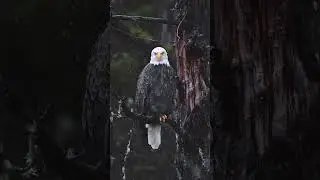 Bald Eagle 🦅 Sitting on Branch 🪵