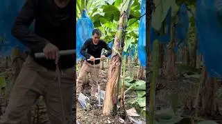 Removing Banana Suckers Without Damaging Roots #farmingtech @RomFarm