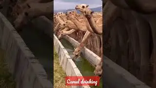 camel drinking water#shorts #viralvideo #shortvideo #viral #tiktok #youtubeshorts #camel #trending