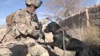 Tactical Explosive Detection Dog T E D D  PFC Franklin Sena