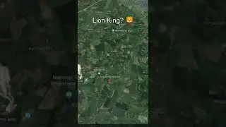 Lion King? 🦁 | Google Earth 🌎 #Shorts