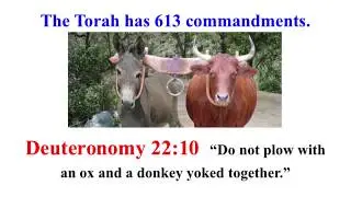 Bible&rsquo;s Torah = 613 commandments Deuteronomy 22:10 Do not yoke ox and donkey The Chosen Chaim Potok