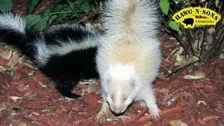Albino Skunk Most Adorable Cutest Rare Baby Video Ever