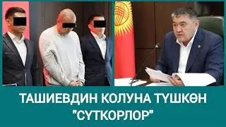 Ташиевдин колуна түшкөн сүткорлор