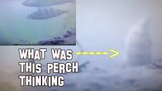 Perch Reacting To Plastics-Nosedive to Pining it! Thanks EYOYO and Liquidwillowcat.