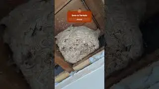 bees? #shorts #short #shortsfeed #subscribe #sub #youtube #youtuber #bees #bee #nest #wildlife#crazy