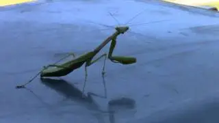 The Legend of the Midwest Mantis