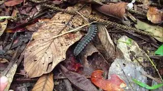 Flatback millipede in the Amazon