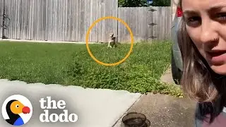 Puppy Gets Dumped In Exactly The Right Place | The Dodo