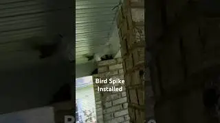 Bird Spike Review! | Will They Work!?